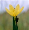 Yellow Eyed Grass, Sisyrinchium californicum