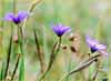 Sisyrinchium bellum, California Blue Eyed Grass