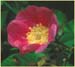 California Rose, Rosa californica