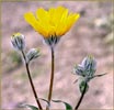 Geraea canescens, Desert Sunflower
