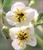 Brown Eyed Evening Primrose, Camissonia clavaeformis