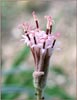 Palafoxia arida, Spanish Needles