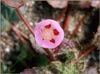 Desert Fivespot, Eremalche rotundifolia