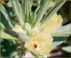 Mohavea confertiflora, Ghost Flower