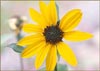 Prairie Sunflower, Helianthus niveus