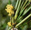 Ephedra viridis, Mormon Tea