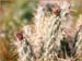 Buckhorn Cholla, Opuntia acanthocarpa