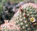 Fishhook Cactus, Mammillaria dioica