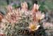 Fishhook Cactus, Mammillaria dioica