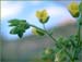 Emmenanthe penduliflora, Whispering Bells