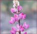 Arizona Lupine, Lupinus arizonicus