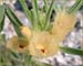 Ghost Flower, Mohavea confertiflora