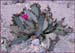 Beavertail Cactus, Opuntia basilaris