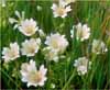 Snowy Meadowfoam, Limnanthes douglasii ssp nivea