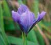 Iris douglasiana, Douglas Iris