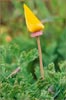 Eschscholzia californica, California Poppy