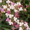 Triphysaria eriantha ssp rosea, Pink Butter and Eggs