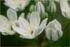 White Hyacinth, Triteleia hyacinthina