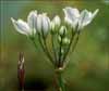 Triteleia hyacinthina, Wild Hyacinth