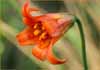 Lilium pardalinum, Leopard Lily