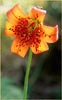Coast Lily, Lilium maritimum