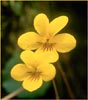 Redwood Violet, Viola sempervirens