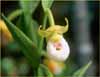 Cypripedium californicum, California Ladys Slipper