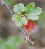 Ribes californicum, Hillside Gooseberry