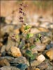Mountain Jewelflower, Streptanthus tortuosus