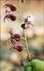Streptanthus tortuosus, Mountain Jewelflower