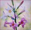 Lilium rubescens, Chaparral Lily