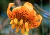 Columbia Lily, Lilium columbianum