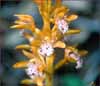 Corallorhiza maculata, Spotted Coralroot