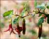 Hillside Gooseberry, Ribes californicum