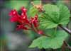 Red Flowering currant, Ribes sanguineum var sanguineum