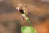Shieldleaf Jewelflower, Streptanthus tortuosus
