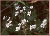 Saxifraga californica, California Saxifrage