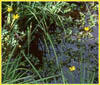 Sisyrinchium californicum, Yellow Eyed Grass
