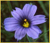 Sisyrinchium bellum, California Blue Eyed Grass