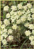 Woolly Fruited Lomatium, Lomatium dasycarpum