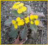 Menzies Wallflower, Erysimum menziesii ssp menziesii