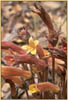 Clustered Broomrape, Orobanche fasciculata
