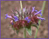 Salvia columbariae, Chia