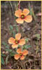 Wind Poppy, Stylomecon heterophylla