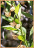 California Ladys Slipper, Cypripedium californicum