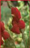 Mimulus cardinalis, Scarlet Monkey Flower