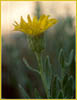 Lasthenia minor, Woolly Sunflower
