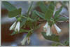 Styrax officinalis var redivivus, Snow Drop Bush