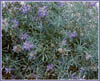 Lupinus argenteus var argenteus, Silvery Lupine