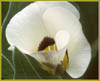 Calochortus leichtlinii, Mountain Mariposa Lily
